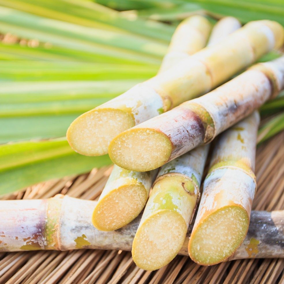 sugarcane stalks