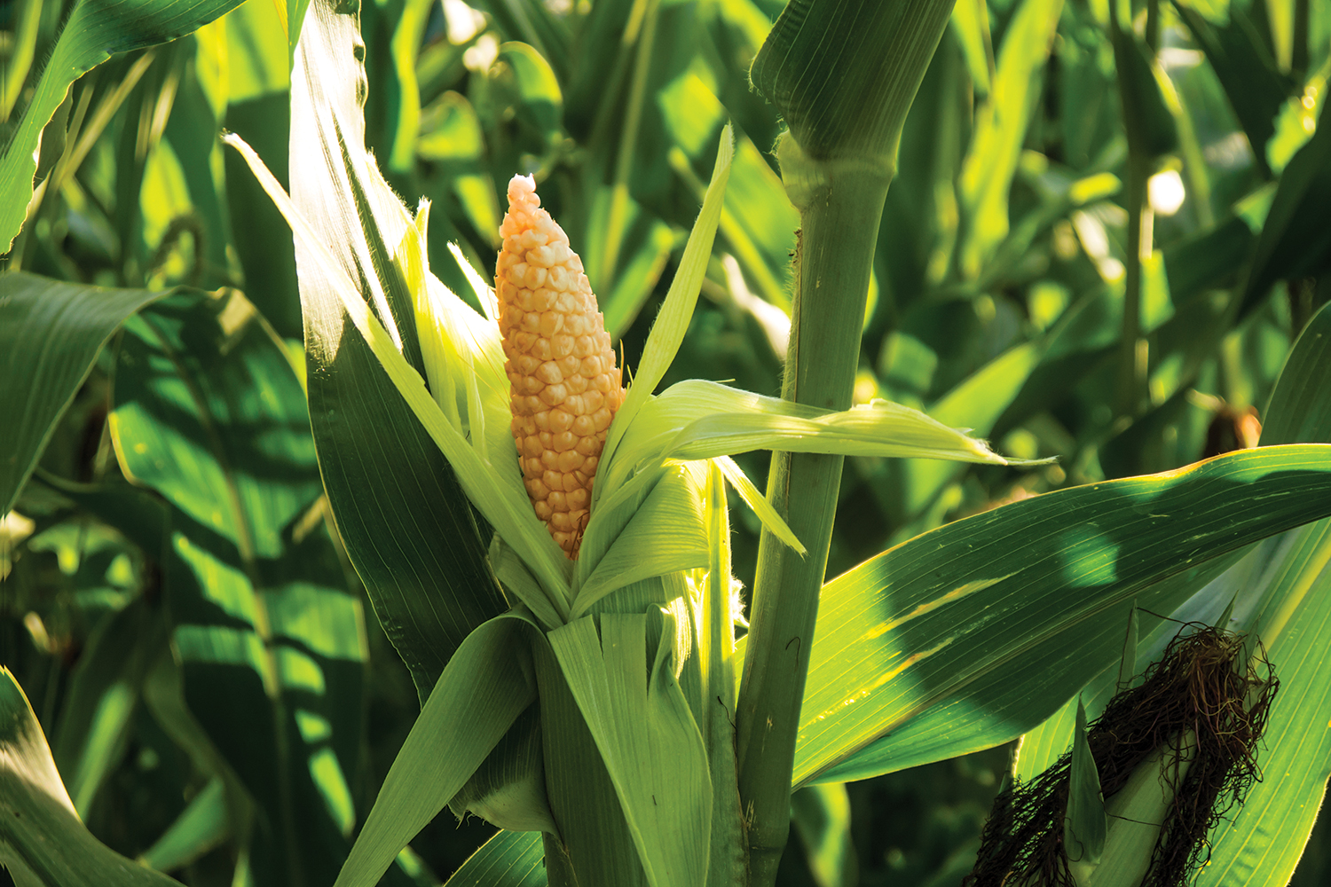 Corn in field small