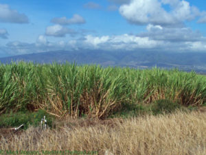 Maui sugarcane field