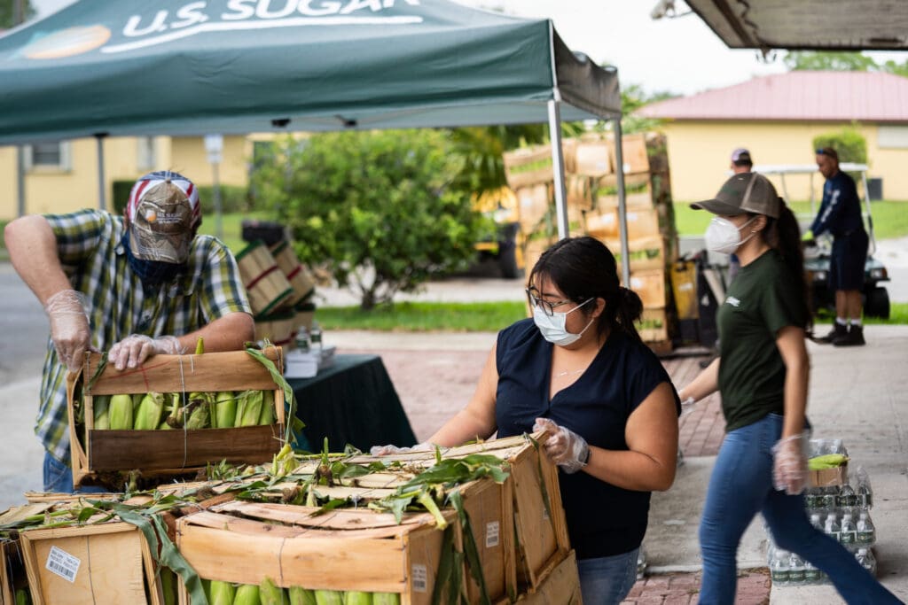 U.S. Sugar volunteers prepare crates of locally-grown sweet corn for distribution in Martin County.