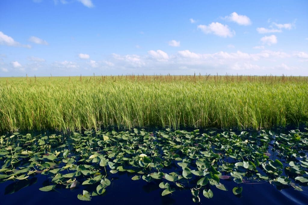 Florida Everglades Sky