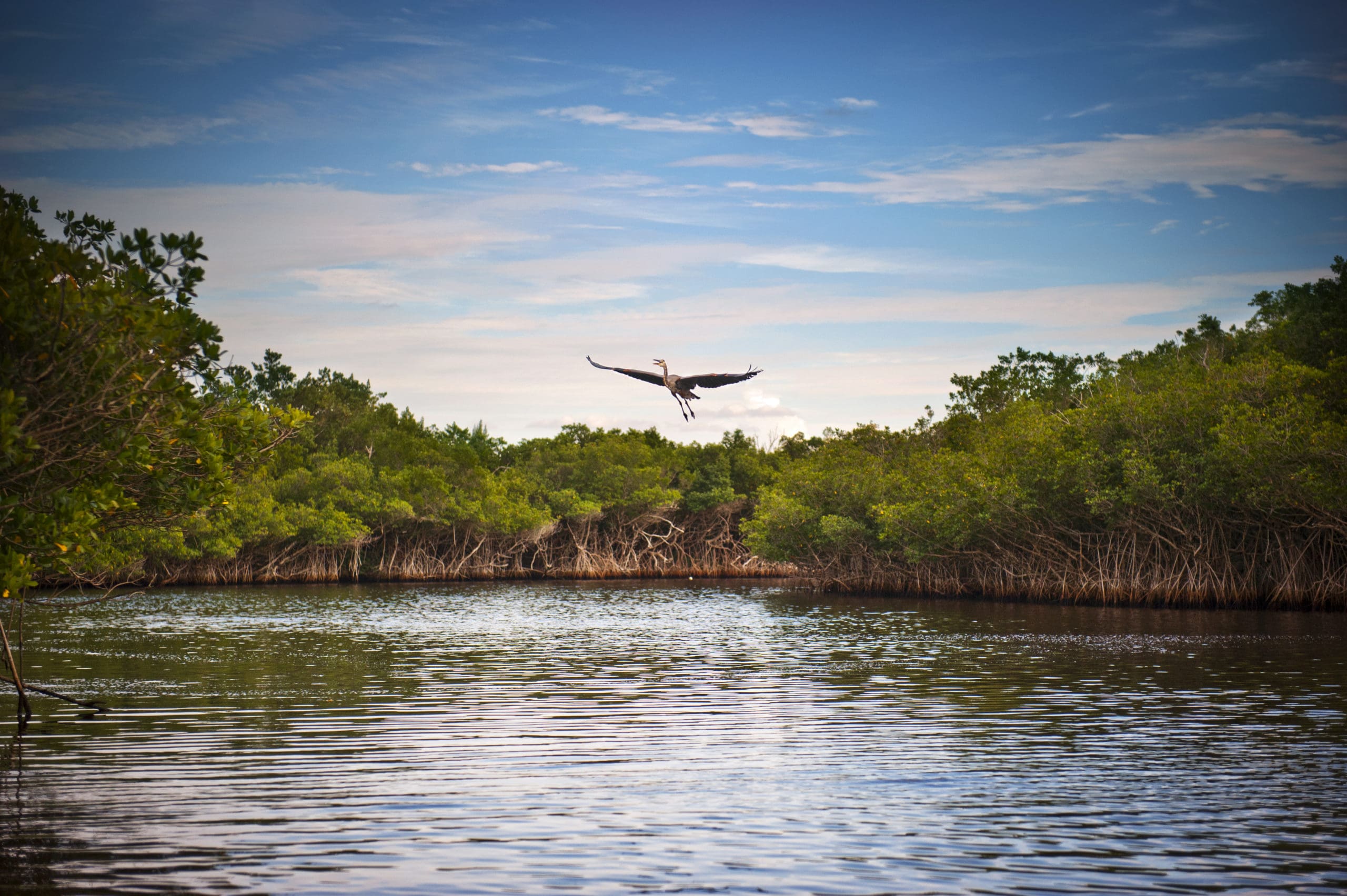Bird flying above water in the Everglades