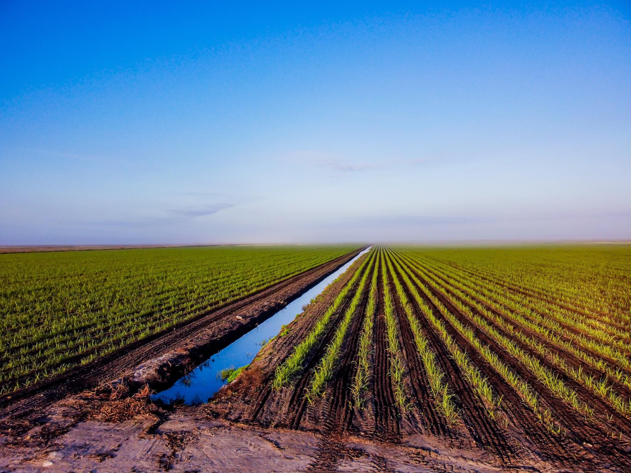 sugarcane fields