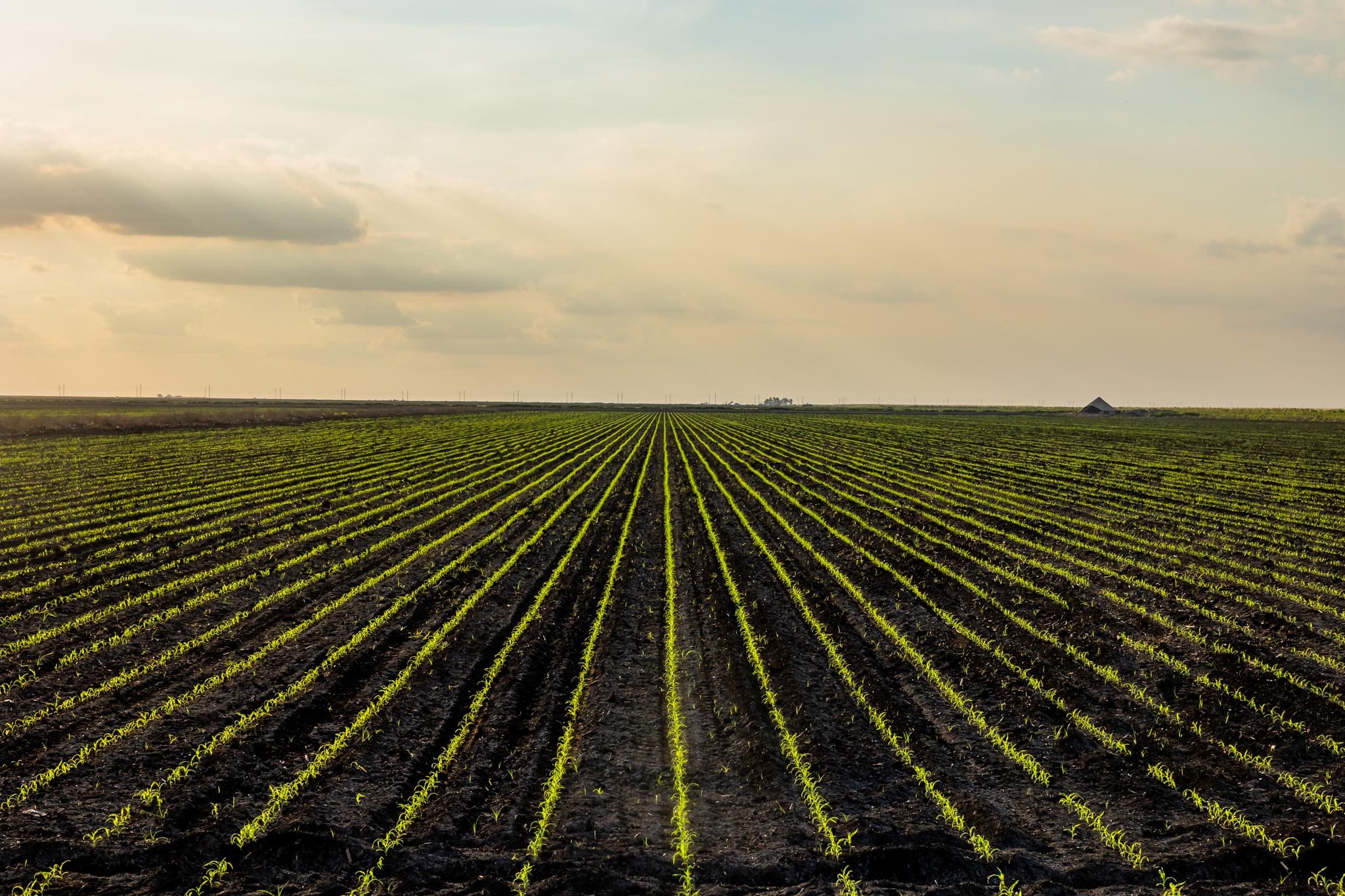 U.S. Sugar field