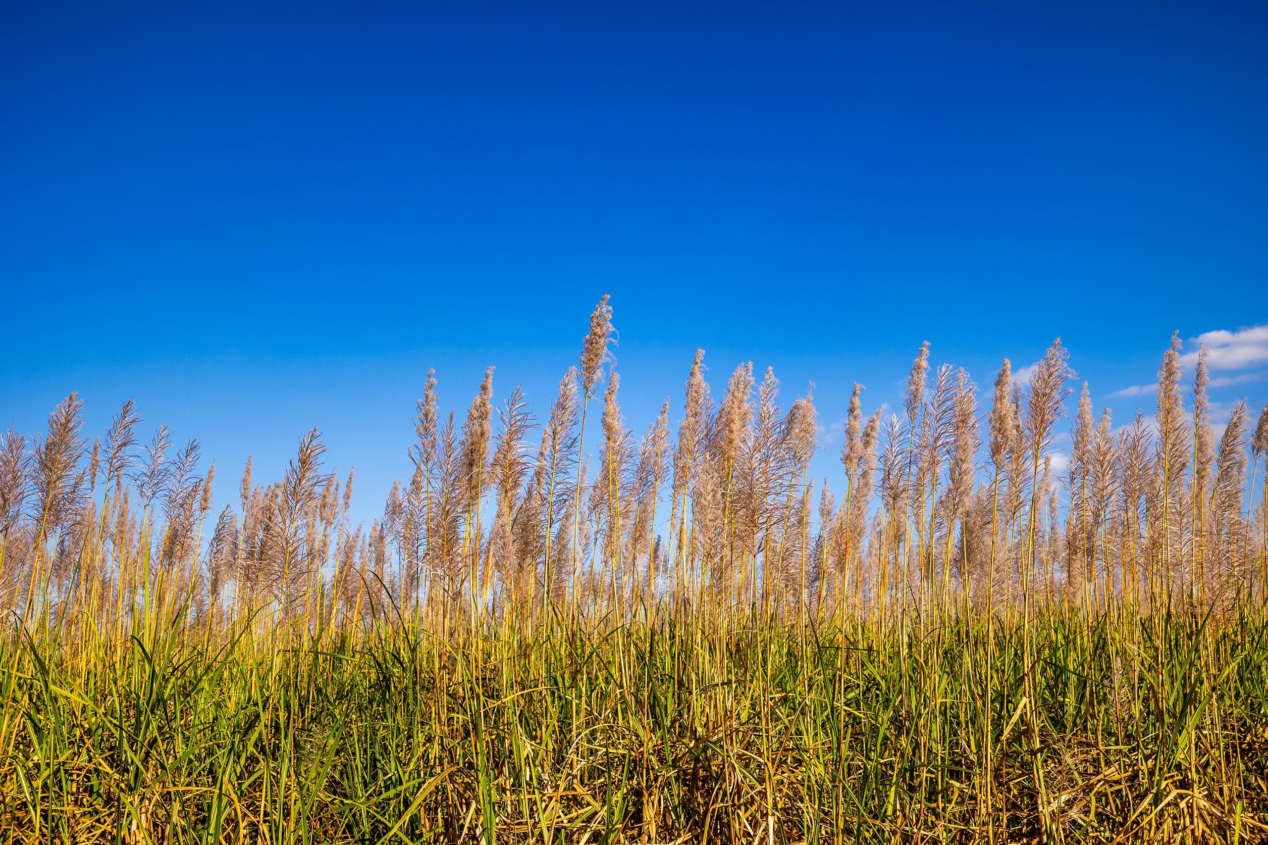 Sugarcane field
