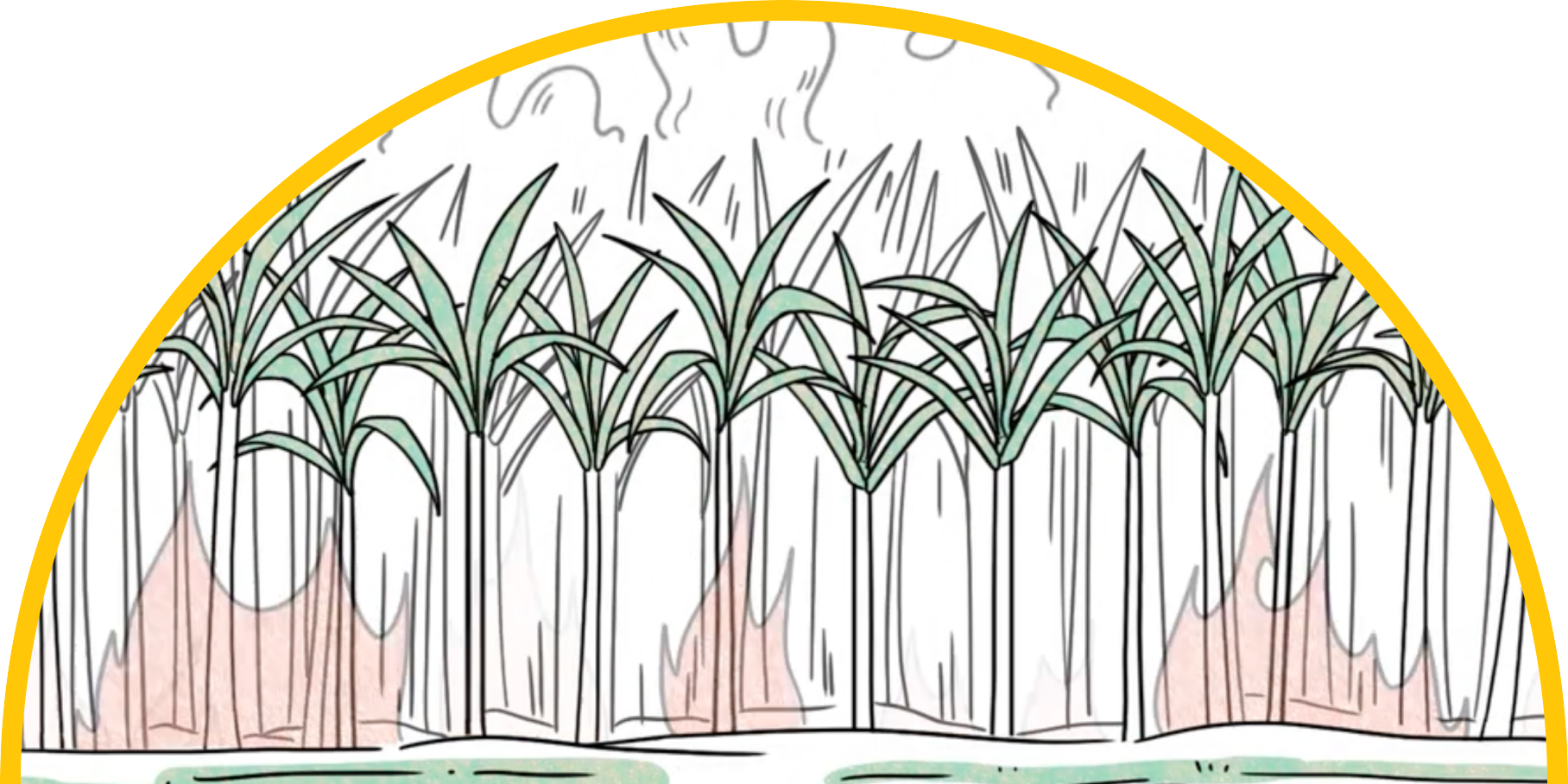 Pre-Harvest Burning Process: Controlled Burn