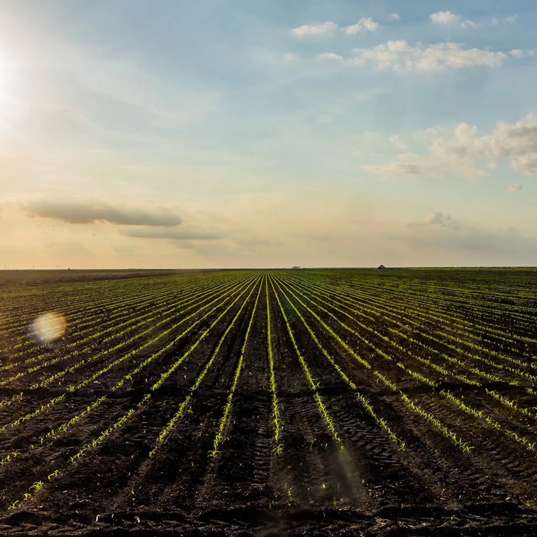 Crops in field