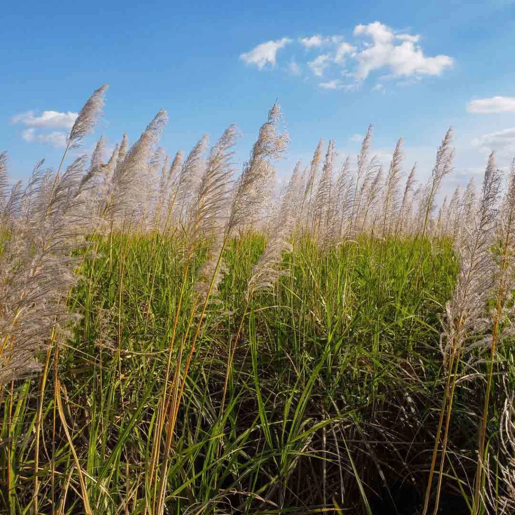 Everglades