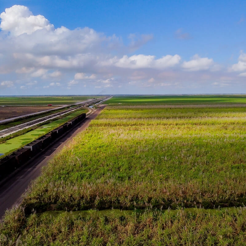 U.S. Sugar fields on sunny day
