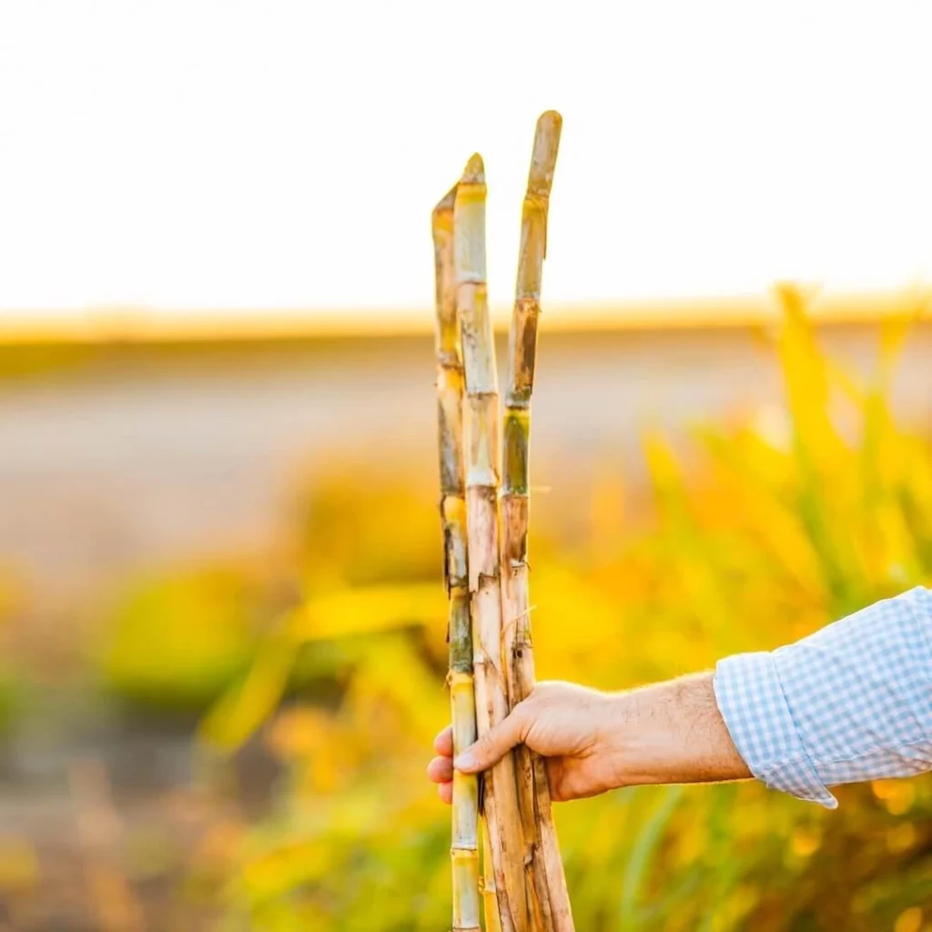 Hand holding sugarcane