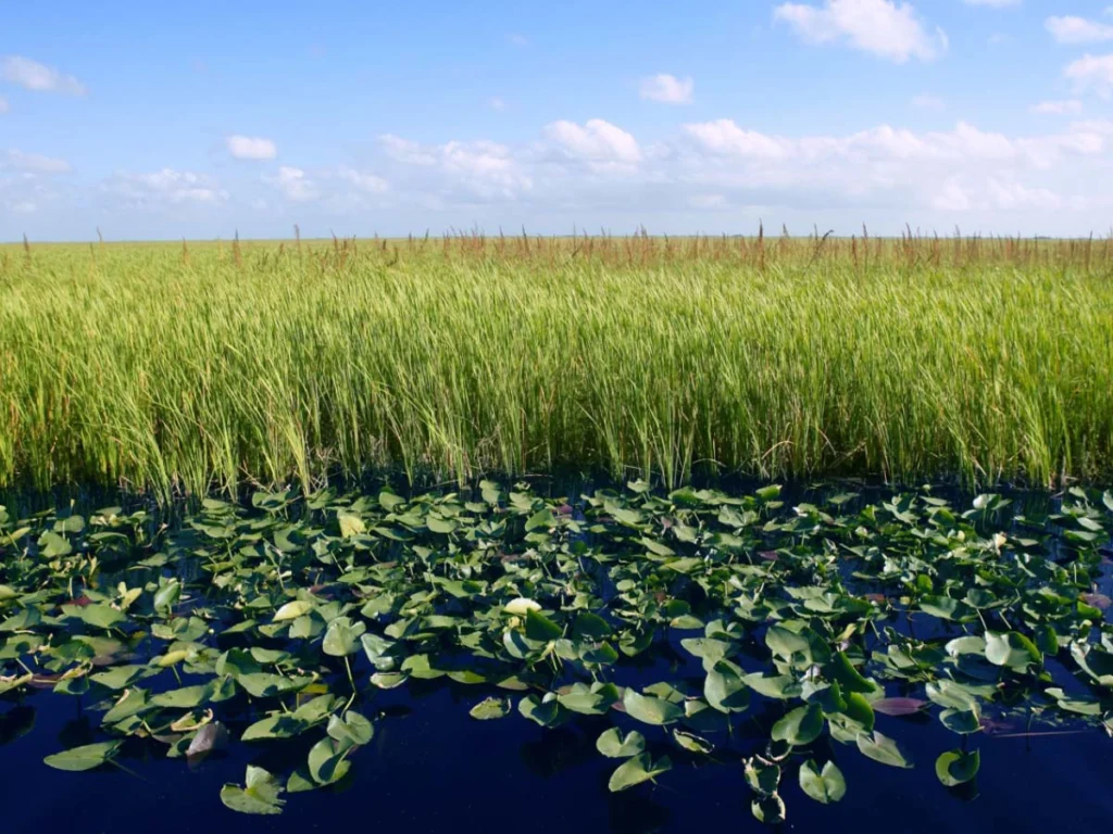 Everglades on sunny day