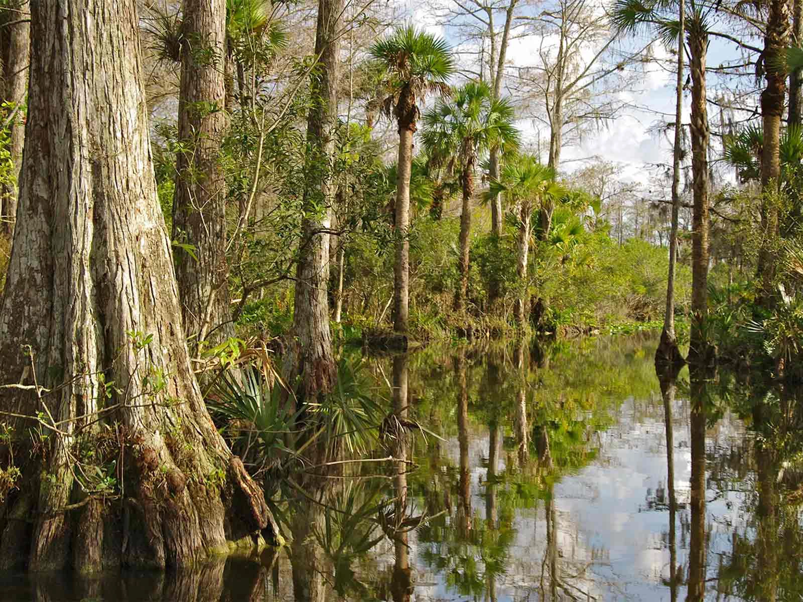 Trees in the everglades