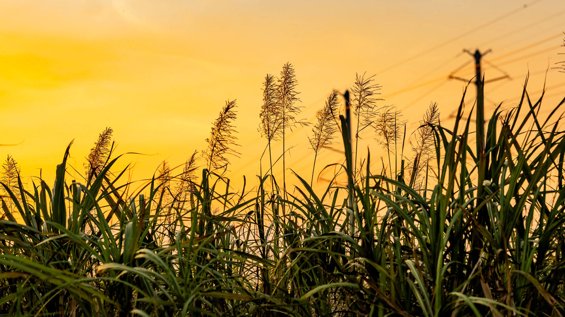 Sugarcane at dusk