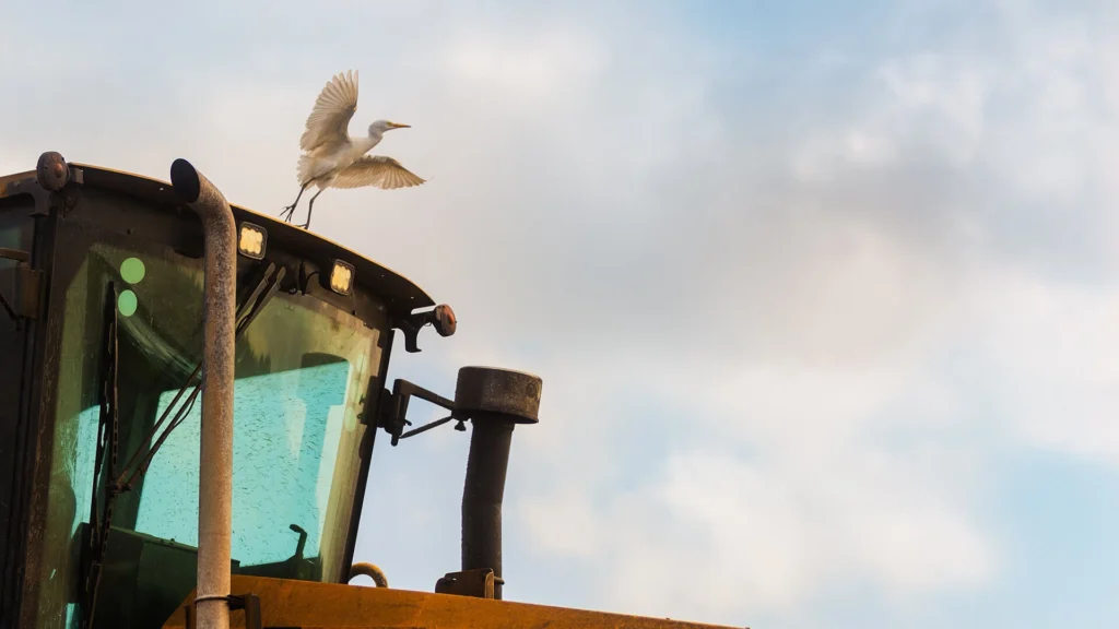 U.S. Sugar sustainability - bird flying over tractor