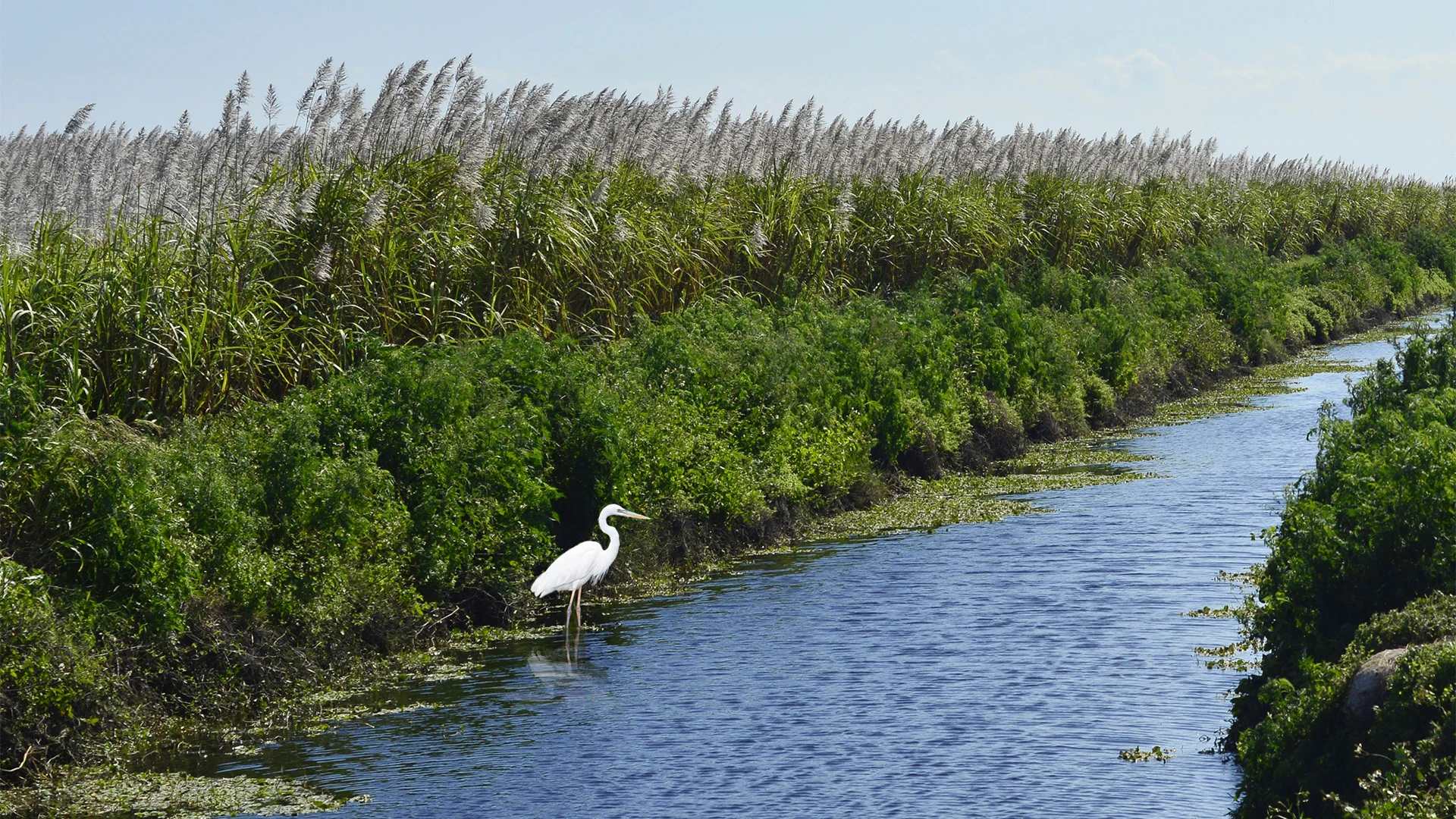 White heron in the Everglades