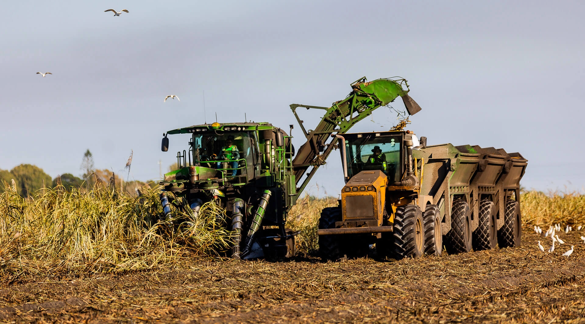 Harvesting sugarcane