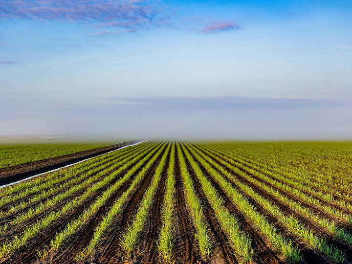 expansive field of crops, expanding to the horizon