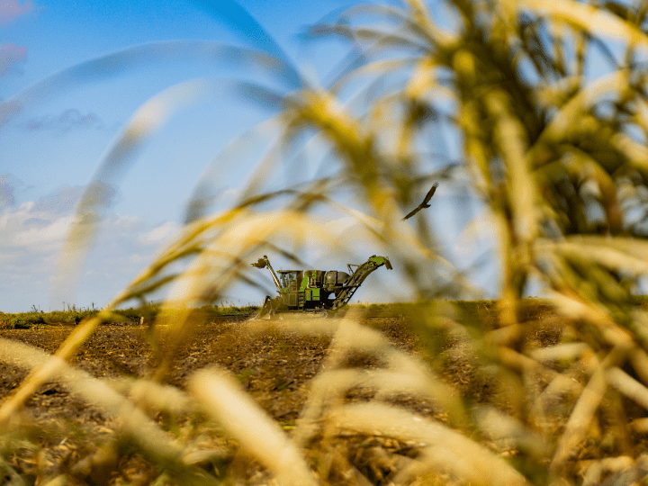 Sugarcane harvesting technology in action — a John Deere harvester in a South Florida sugarcane field demonstrating precision harvesting tools