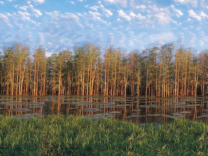 Scenic view of the Everglades ecosystem in South Florida, highlighting restoration efforts that protect water quality, wildlife habitats and surrounding communities.