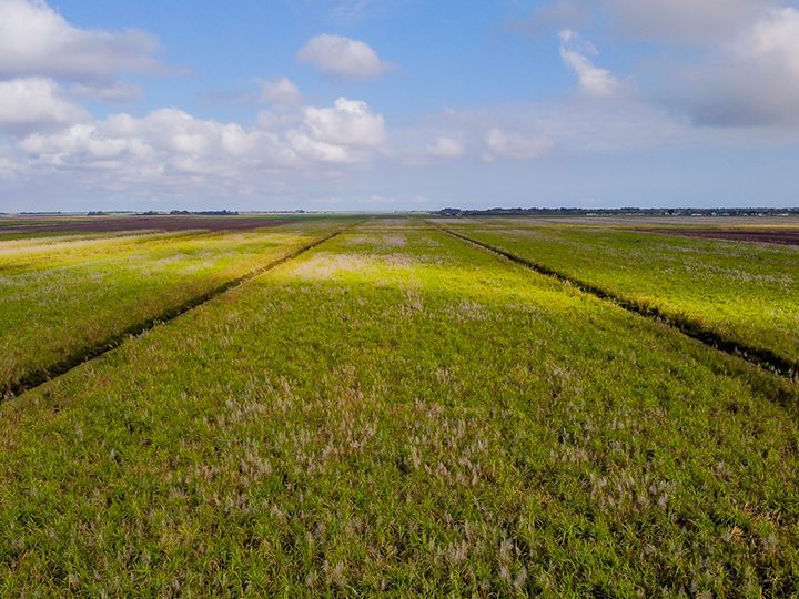 A wide field of sugarcane growing under a partly cloudy sky in South Florida.