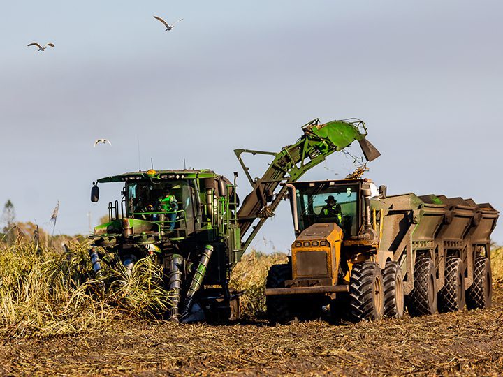Harvesting equipment transfers freshly cut sugarcane into a truck during the American sugar production process.