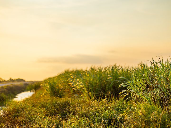A sugarcane field at U.S. Sugar reflects agriculture innovation, where precision farming, digital connectivity and sustainability-focused practices shape the future of agriculture.