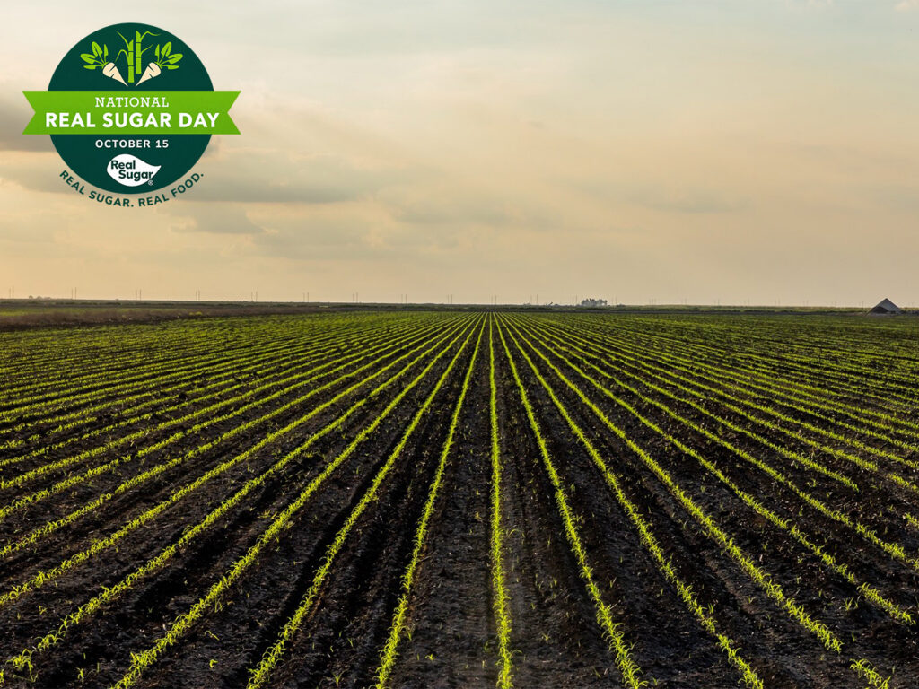 Rows of young crops growing in a South Florida agricultural field at sunset, highlighting the farming communities celebrated by U.S. Sugar on National Real Sugar Day.